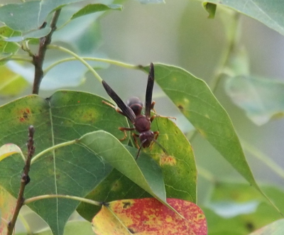 [This is a top down view and there are two body segments in addition to the head. The dark-colored wings extend in a vee shape from the middle section of the body.]